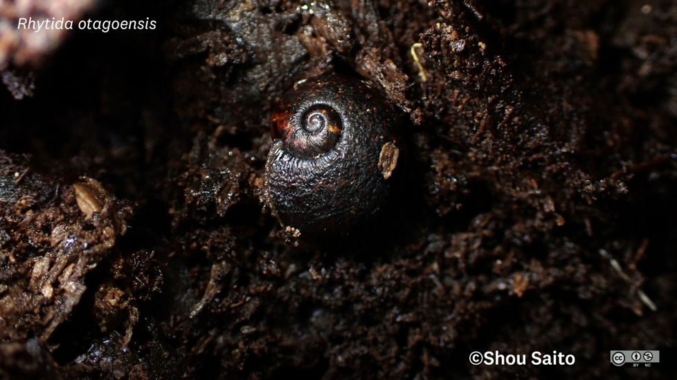 Rhytida Otagoensis (C) Shou Saito, Some Rights Reserved (CC BY NC) Inaturalist