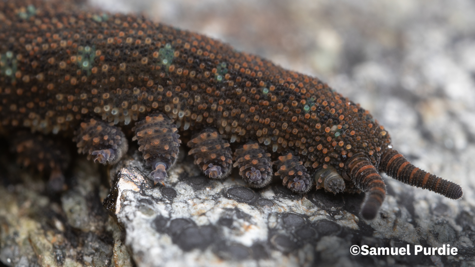 O. Viridimaculatus 1 Samuel Purdie Velvet Worms Website Use Only