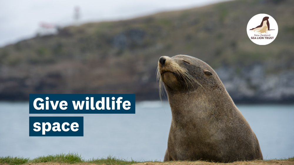 COMMS Web Image Give Wildlife Space 1920X1080 Nov 2025 Photo Dunedinnz