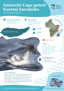 Antarctic Cape Petrel Karetai Hurukoko Thumbnail
