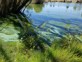 Example Of An Algae Bloom In A Lagoon