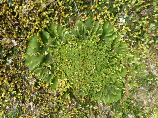 Phaeomegaceros Coriaceus Kaiiiwi 01