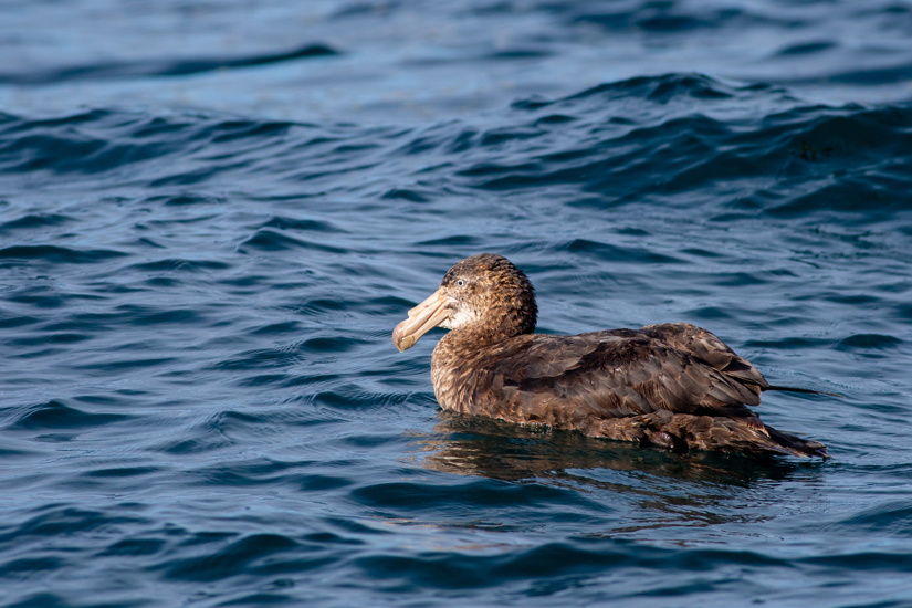 Northern Giant Petrel Macronectes Halli Adobestock 856651933