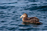 Northern Giant Petrel Macronectes Halli Adobestock 856651933