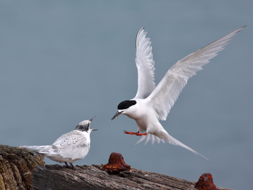 Sterna Striata Striata White Fronted Tern Carring A Small Fish And Feeding The Young Bird On The Post, Blurred Sea Background, At Aramoana Mole Adobestock 575288795
