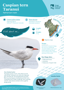 Caspian Tern Taranui Thumbnail