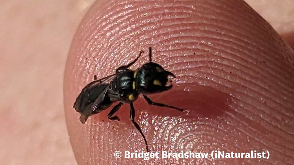 Agile Masked Bee Hylaeus Agilis Photo (C) Bridget Bradshaw Inaturalist