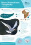 Black Fronted Tern Tarapirohe Thumbnail