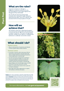 Sycamore Plant And Pest Fact Sheets A4 250813 Cover Page 2