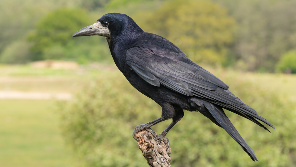 Rook On Branch Adobestock 274026879