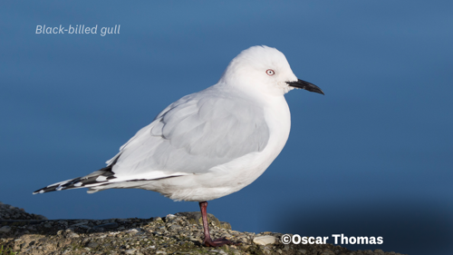 Black Billed Gull Oscar Thomas