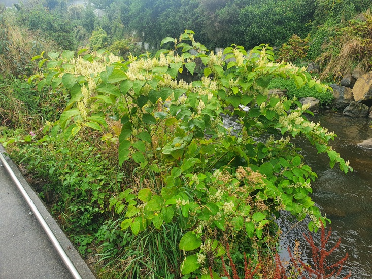 Japanese Knotweed 8