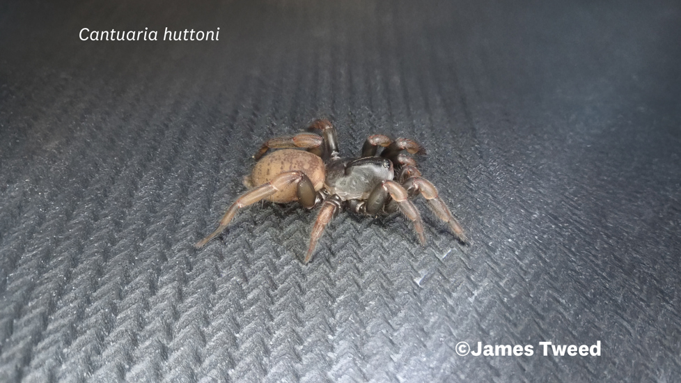 Cantuaria Huttoni Photo 65707353, (C) James Tweed, Some Rights Reserved (CC BY NC), Uploaded By James Tweed Inaturalist