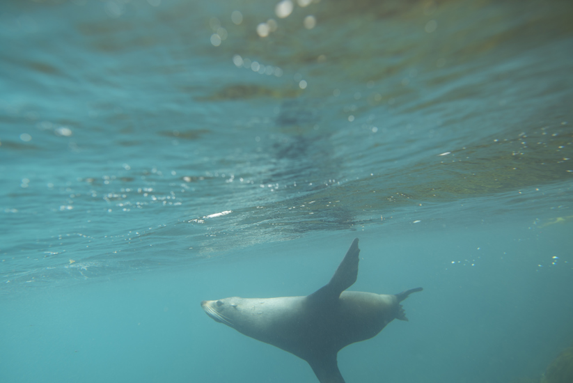 378610 Wildlife Fursealswimming 001 Dunedinnz