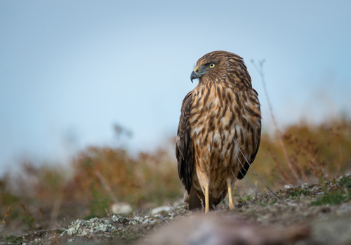 Australasian Harrier Kāhu Circus Approximans Bird Adobestock 376808827