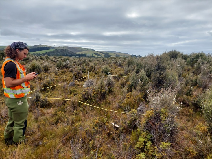 Wetland Monitoring Tahakpoa Marshes Catlins (2)