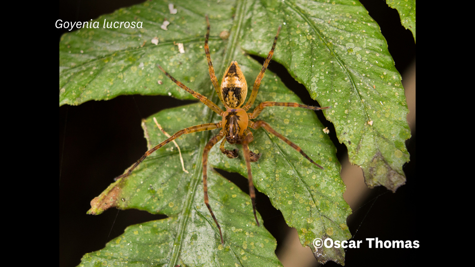 Goyenia Lucrosa Photo 98865400, (C) Oscar Thomas, Some Rights Reserved (CC BY NC ND) Inaturalist