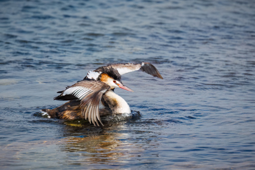 Crested Grebe Bird Adobestock 1359139163