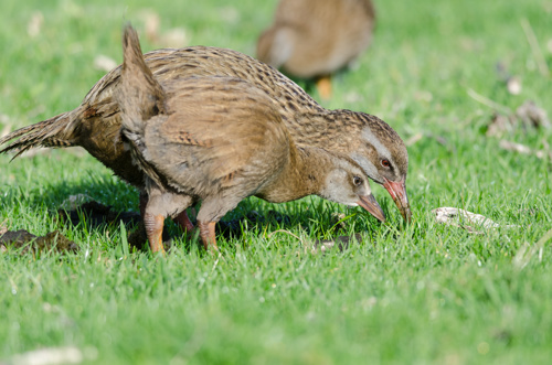 Bird Gallirallus Australis Hectori Adult Buff Weka With Its Young Feeding On A Grass Paddock In The Chatham Islands, New Zealand Adobestock 259970419