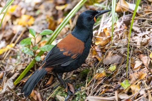 Tieke South Island Saddleback Endemic Wattlebird Of New Zealand Adobestock 483417329