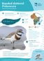Banded Dotterel Pohowera Thumbnail