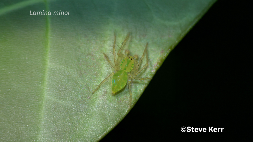 Lamina Minor Photo 12928076, (C) Steve Kerr, Some Rights Reserved CC BY