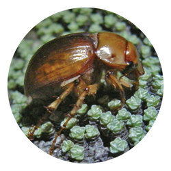 The Cromwell chafer beetle