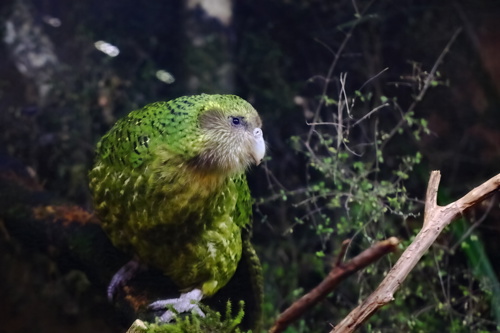 A Close Up Shot Of Sirocco The Kakapo. Kākāpō (Strigops Habroptilus) Bird Adobestock 571513315