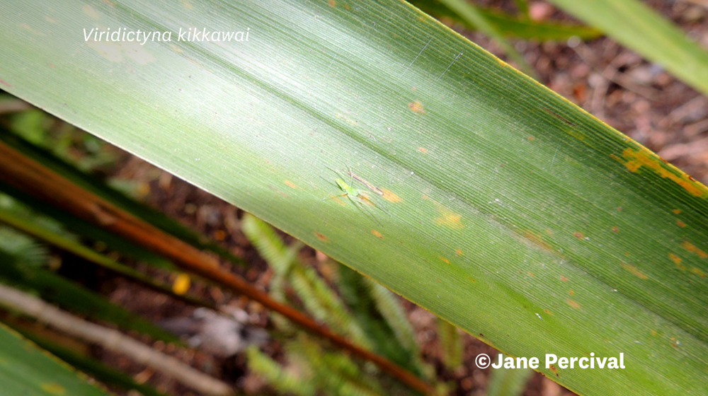 Viridictyna Kikkawai Photo 5022671 (C) Jane Percival Some Rights Reserved (CC BY NC SA) Inaturalist