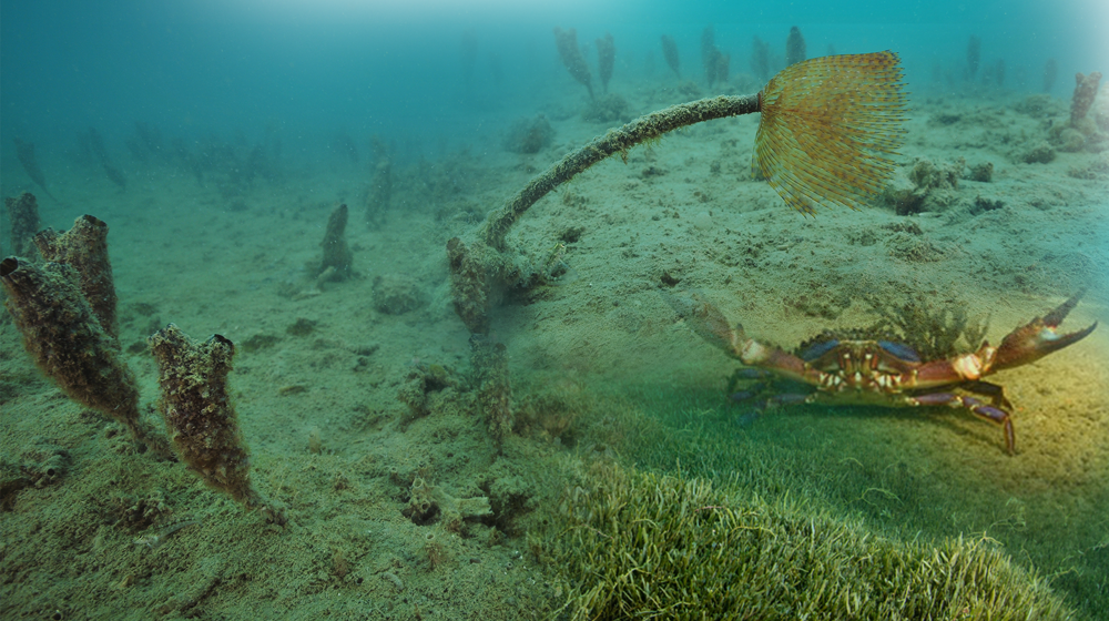 Marine Pests Otago Web Tile