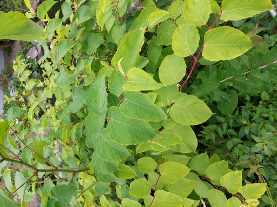 Japanese Knotweed 6