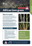 African Love Grass Cover Plant And Pest Fact Sheets A4 Dec 2024