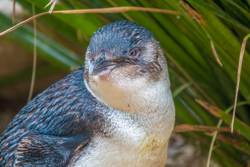 Australian Little Penguin Kororā Eudyptula Novaehollandiae Adobestock 597556762