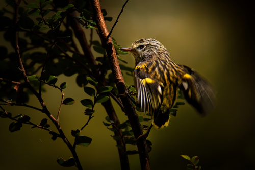 Acanthisitta Chloris Rifleman Titipounamu Endemic Bird From New Zealand Adobestock 314577338