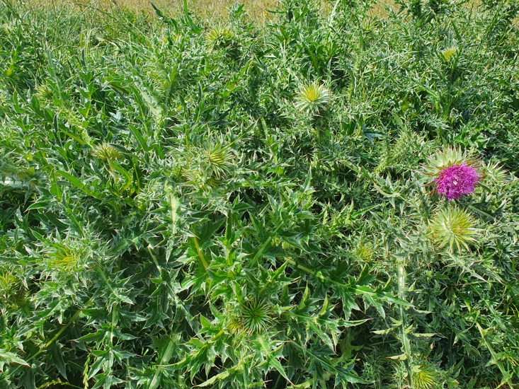 Nodding Thistle 6 Form Wall Of Thistles Where Nothing Else Can Grow
