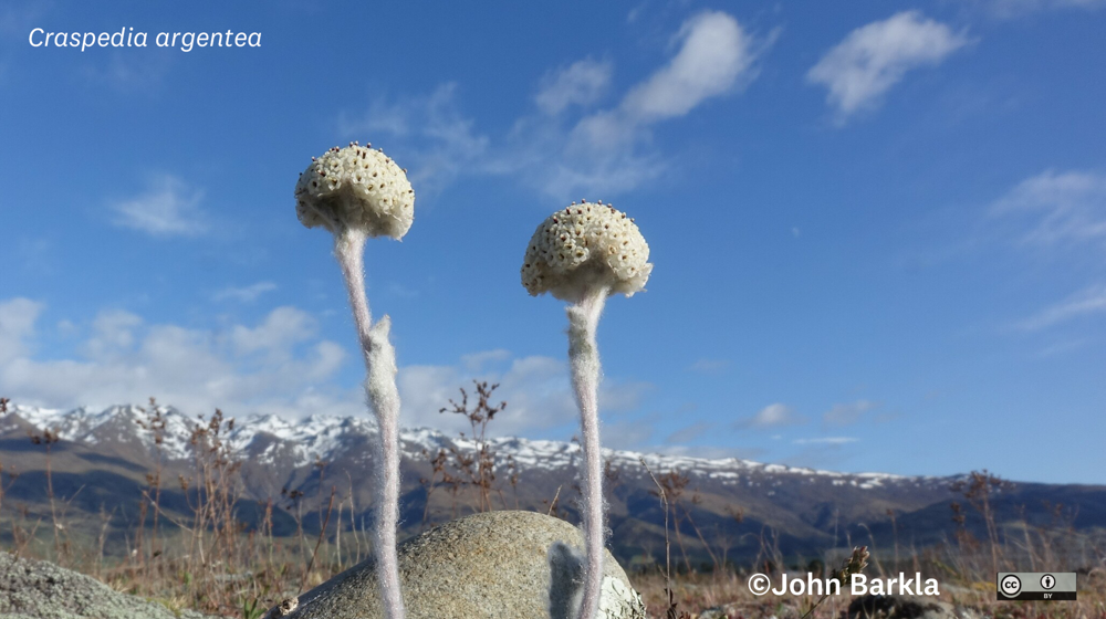 Pisa Flats Woollyhead (Craspedia Argentea) Central Otago John Barkla Vascular Plants Some Rights Reserved