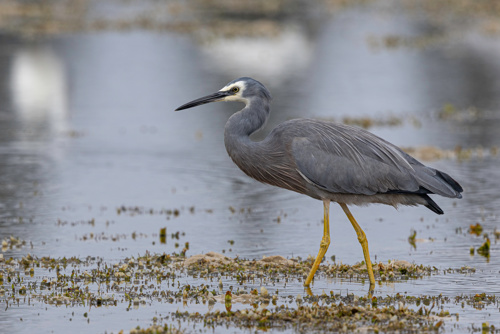 White Faced Heron Matuku Moana Egretta Novaehollandiae Adobestock 1388911243