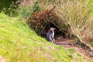 Yellow Eyed Penguin (Megadyptes Antipodes) Hoiho Adobestock 313374512