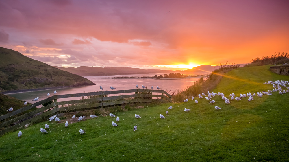 Sunset From Royal Albatross Center Otago Peninsula Adobestock 321872602