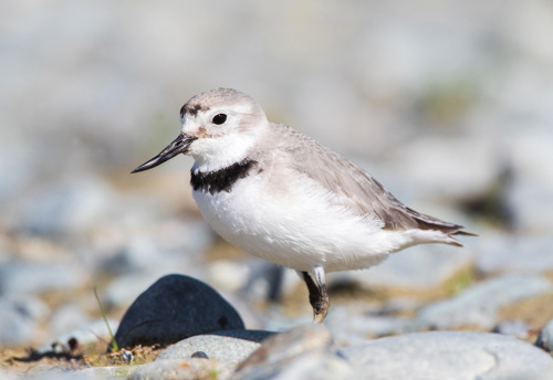 Bird Wrybill Anarhynchus Frontalis Ngutu Pare Adobestock 442548686