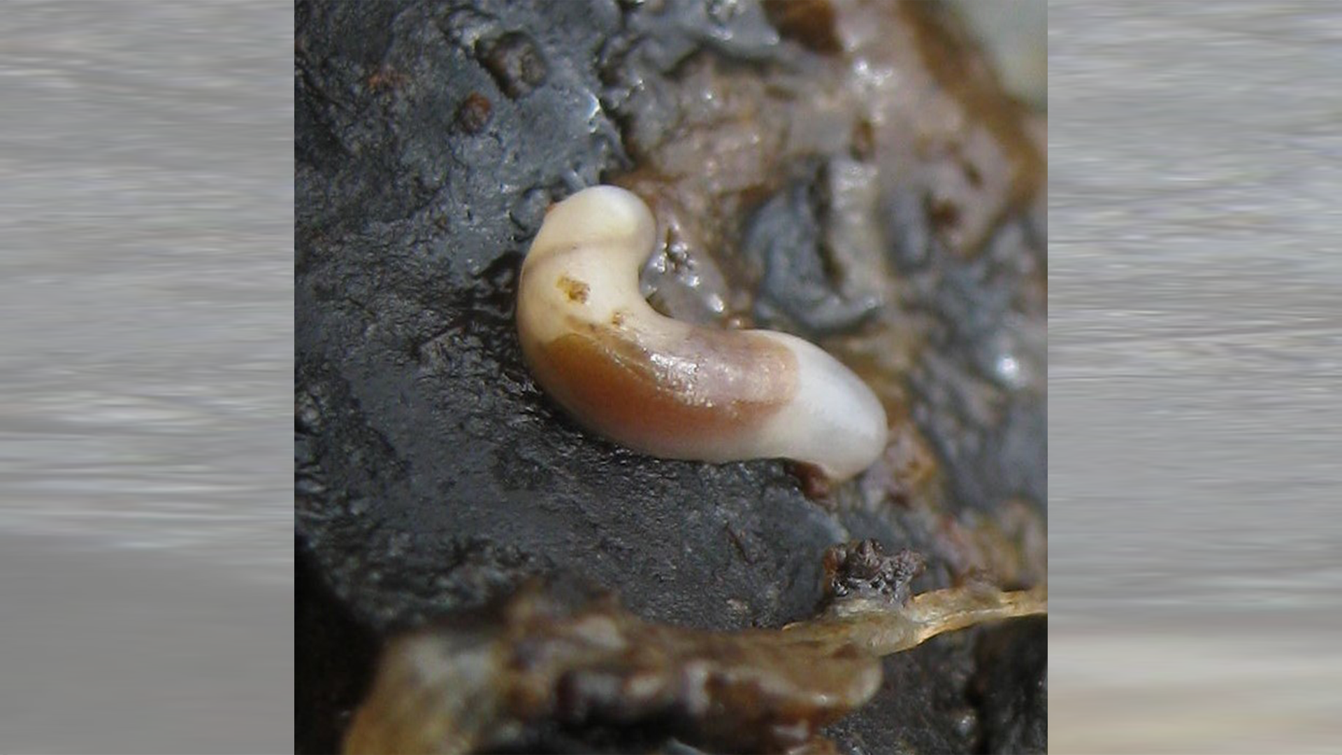 Smeagol Found At A Wellington Beach Photo Wildwind Inaturalist Tile