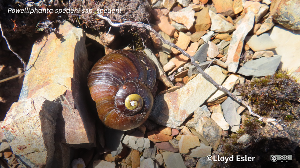 Powelliphanta Spedeni Ssp. Spedeni (C)Lloyd Esler, Some Rights Reserved (CC BY NC) Inaturalist