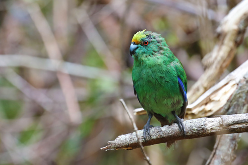 Orange Fronted Parakeet, Endemic Bird Of New Zealand Adobestock 329454508