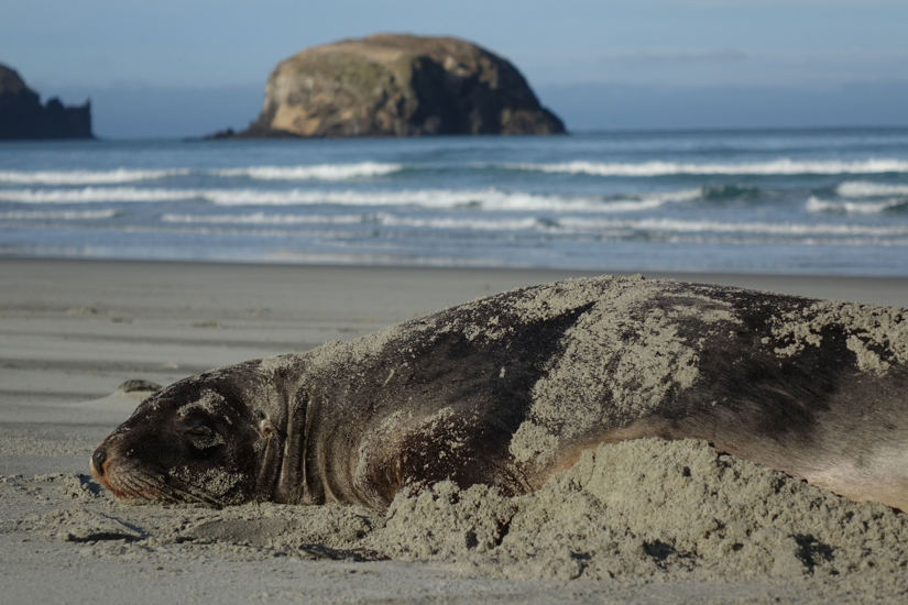 New Zealand Sea Lion Pakake (Phocarctos Hookeri). Photo. John Barkla. Inaturalist (CC BY 4.0) Photo 41892851 Some Rights Reserved (CC BY), Uploaded By John Barkla