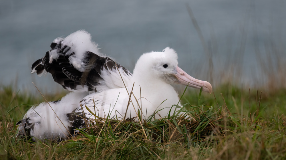 Northern Royal Albatross Toroa Otago Bird Nest Adobestock 532922225