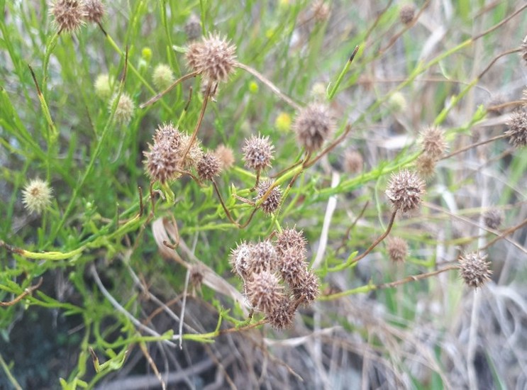 Bur Daisy Calotis Lappulacea 2