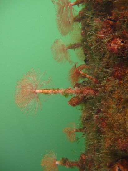 Fanworm In Water Northland Regional Council