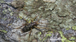 Cave Wētā Pharmacus Senex William Harland, Some Rights Reserved (CC BY)