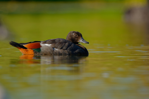 Paradise Shelduck Pūtakitaki (Kāi Tahu) Tadorna Variegata Adobestock 388120882