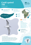 Cook’S Petrel Tītī Thumbnail